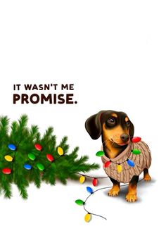 a dachshund dog standing next to a christmas tree with lights on it