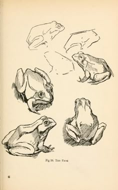 four different types of frogs and toades are shown in black ink on white paper