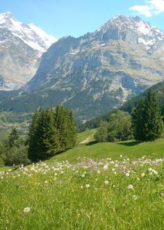 the mountains are covered in snow and green grass, with wildflowers on the foreground