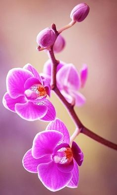 two pink orchids are blooming on a branch