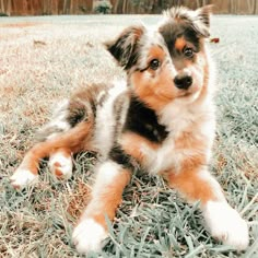 a puppy is laying in the grass outside