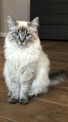 a white cat sitting on top of a wooden floor