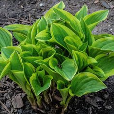 some green leaves are growing in the dirt