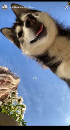 Pomsky husky cute instagram story inspo sissy flowers blue sky Dog Captions For Insta, Dog Laughing, Husky Pet, Dog Foto, Dog Mommy, Photos With Dog, Cute Husky, Dog Poses