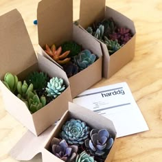 three cardboard boxes filled with small succulents on top of a wooden table