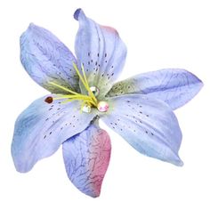 a blue and pink flower on a white background