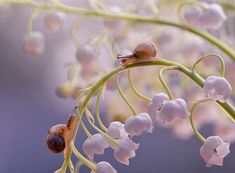 some white flowers with green stems and two bugs on it's back end, in front of a blurry background