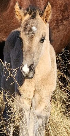 a baby horse standing next to an adult horse