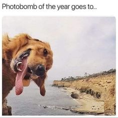 a dog with it's tongue hanging out and looking at the camera, caption reads, photobomb of the year goes to