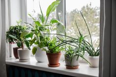 there are many plants on the window sill