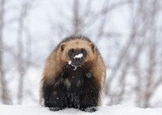 a brown and black animal standing in the snow with trees in the backgroud