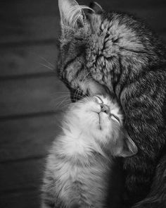 a mother cat and her kitten cuddle together in black and white photograph by person