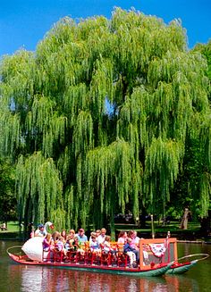 a group of people riding on the back of a boat down a river next to a lush green tree