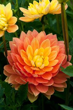 an orange and yellow flower is in the middle of green leaves with other flowers behind it