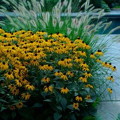 yellow flowers and grass in front of a swimming pool