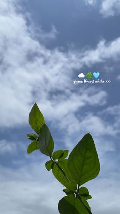 a plant with green leaves in front of a cloudy blue sky