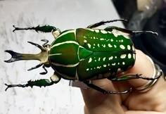 a person holding a green and white beetle