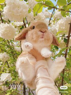 a stuffed rabbit is sitting on someone's arm