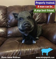 a small pig sitting on top of a brown leather couch