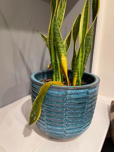 a potted plant sitting on top of a table