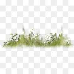 green grass on a white background png