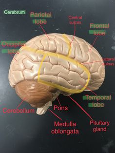 the structure of the human brain on a black surface with labels labeled in red and green