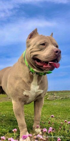 a dog standing on top of a lush green field