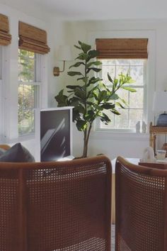 a living room filled with furniture and a potted plant in front of a window