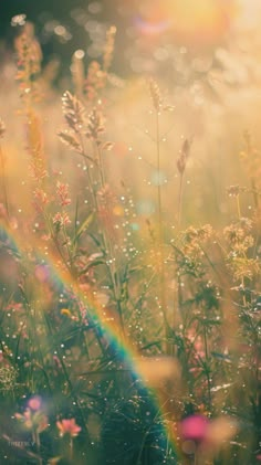 the sun shines brightly through the grass and flowers in the foreground, with water droplets on them