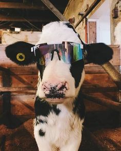 a black and white cow wearing sunglasses in a barn