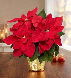 a vase filled with red poinsettias sitting on top of a wooden table