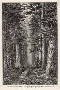 a drawing of a path in the woods with trees on both sides and a dog walking down one side