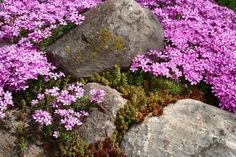 purple flowers growing between large rocks in the grass