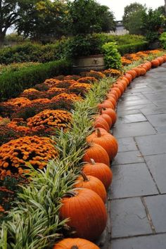 many pumpkins are lined up along the walkway