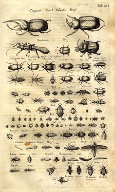 an old book with bugs and other insect species on it's page, in black ink