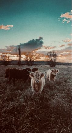 three cows are standing in the grass at sunset