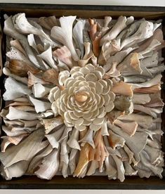 an arrangement of seashells arranged in a wooden box