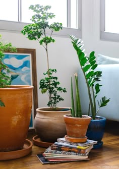 three potted plants sitting on top of a wooden table next to a couch and window