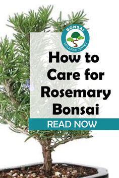 a bonsai tree with the words how to care for rosemary bonsai read now