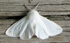 a white moth sitting on top of a wooden surface