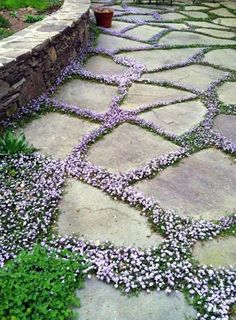 a stone walkway with purple flowers growing on it and an instagram post that says, no service