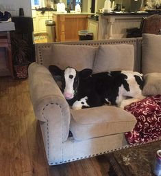 a black and white cow laying on top of a chair