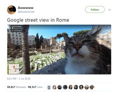 an image of a cat that is looking at the camera and has captioning google street view in rome