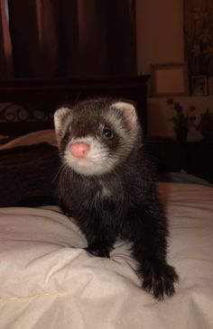 a black and white ferret standing on top of a bed