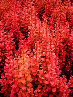 some very pretty red flowers in a field