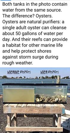 an image of two fish tanks sitting on top of a wooden table next to the ocean