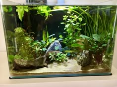 an aquarium with plants and rocks in it