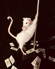 a white rat standing on top of a pole with money falling from it's back