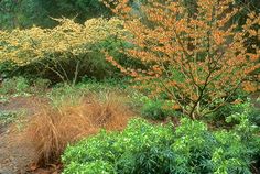 some yellow flowers and green plants in a garden