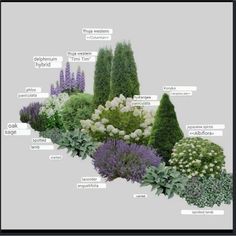 an image of different types of plants